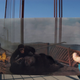 Illustration for article titled California at the End of the World